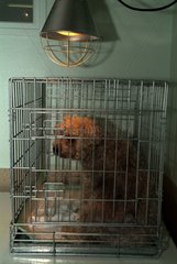 Dog locked up in a cage in a veterinary surgeon