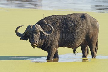 African buffalo in water - Kruger South Africa