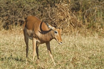 Male Impala rutting in the savannah - Kruger South Africa