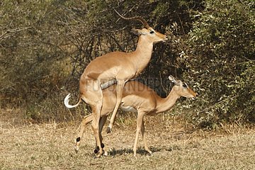 Impala mating in the savannah - Kruger South Africa