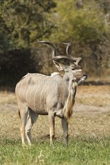 Greater Kudu male in savanna - Kruger South Africa