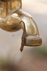 Lizard on a tap - Kruger South Africa