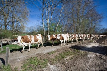 Herd of Montbéliard cows - Haut-Doubs France