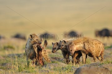 Spotted Hyaena with a young Wildebeest carcass Kenya