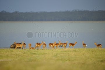 Herd of Impalas on the shores of Lake Nakuru Kenya