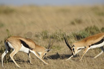 Fight of two male Thomson's gazelle Kenya
