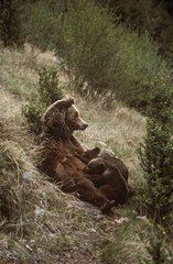 Female brown bear nursing her cubs Spain