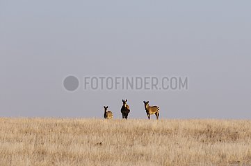 Hartmann's mountain zebra - Damaraland Namibia