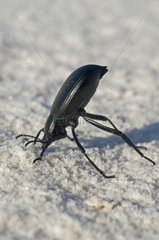 Dune darkling beetle head-stand posture - White Sands NM