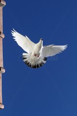 Domestic dove flying