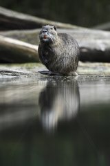 Coypu standing on hind legs - Alsace France