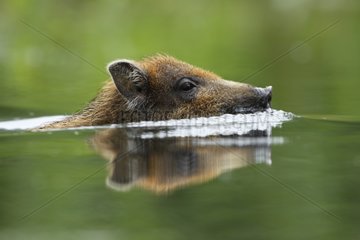 Portrait of Young Wild Boar swimming - Alsace France