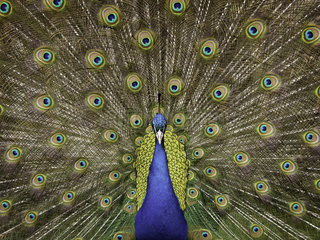 A vibrant Peacock (Pavo cristatus) displays in the Peak District National Park  UK. Whilst walking along a quiet country road  this enthusiastic Peacock displayed for over an hour  unfortunately hidden behind obstacles. When he eventually appeared from behind them  we were given a brief display before he moved back into the hidden area.