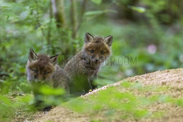Red fox (Vulpes vulpes) young near the burrow  France