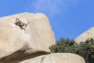Spanish ibex (Capra pyrenaica) male on rock  Guadarrama National Park  Madrid  Spain