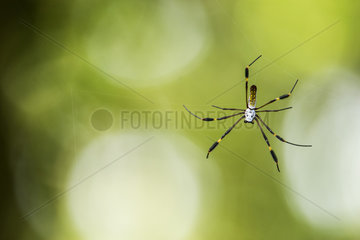 Golden orb-web spider (Nephila clavipes) on his web  Cahuita National Park  Costa Rica