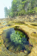Tide pools at low tide at the edge of the Pacific Ocean  Botanical Beach Provincial Park  Port Renfrew  Vancouver Island  British Columbia  Canada