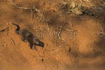 Dwarf Mongoose (Helogale parvula)  Kruger national park  South Africa