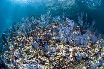 Purple sea fans  National Park of Espiritu Santo Archipelago  Sea of Cortez  Baja California  Mexico