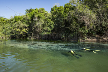 Franco and buddy are snorkeling in search of fish in the Rio Sucuri  Bonito  Mato Grosso do Sul  Brazil