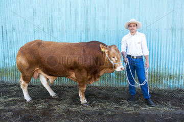 Breeder and his young Limousin breed bull during a bovine competition. Bourail agricultural fair. New Caledonia