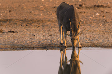 Common Eland (Taurotragus oryx) drinking at the sunset with his reflection in the water  Etosha national park  Namibia