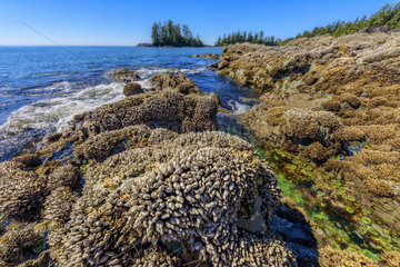 Rocks at low tide  covered with mussels and anatifes.  Pacific Rim  South Tofino  Vancouver Island  British Columbia  Canada