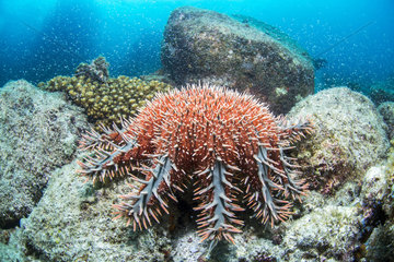 Crown-of-thorns sea star (Acanthaster planci)  Bay of La Paz  Sea of Cortez  Baja California  Mexico