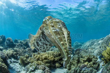 Broadclub Cuttlefish (Sepia latimanus)  Bangka Island  Indonesia