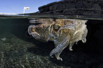 Common cuttlefish (Sepia officinalis) eating a discarded condom floating in the sea  Miseno  Campania  Italy. Tyrrhenian Sea