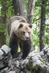 Dominant European brown bear  or ?alpha bear  (Ursus arctos)  in the karst forest  Notranjska  Slovenia
