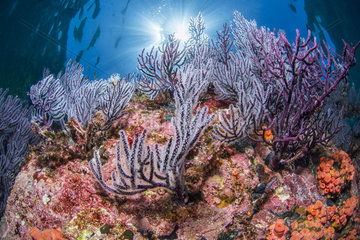 Purple sea fans  Los Islotes  National Park of Espiritu Santo Archipelago  Sea of Cortez  Baja California  Mexico