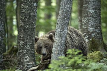 European brown bear (Ursus arctos) in the Sneznik forest  Slovenia