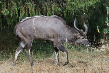 Mountain nyala (Tragelaphus buxtoni) male  Dinsho  Ethiopia