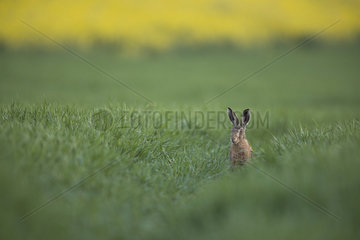 European hare (Lepus europaeus)  Burgundy  France