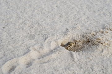 White sands Prairie Lizard - White Sands NM New-Mexico