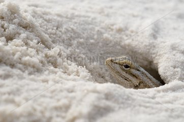 White sands Prairie Lizard - White Sands NM New-Mexico