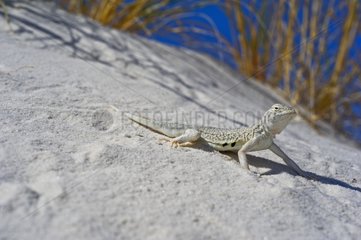 Bleached earless Lizard - White Sands NM New-Mexico