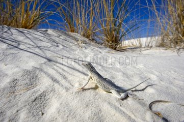 Bleached earless Lizard - White Sands NM New-Mexico