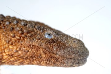 Portrait of Earless monitor lizard on white background