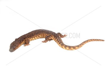 Earless monitor lizard on white background