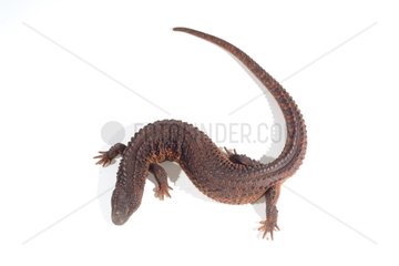 Earless monitor lizard on white background