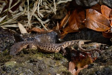 Earless monitor lizard on rock and dead leaves