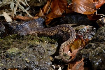 Earless monitor lizard on rock and dead leaves