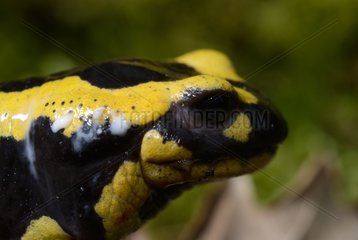 Portrait of Speckled Salamander - Poitou France