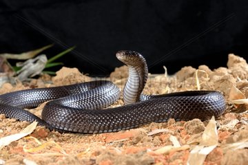 Black Desert Cobra on sand