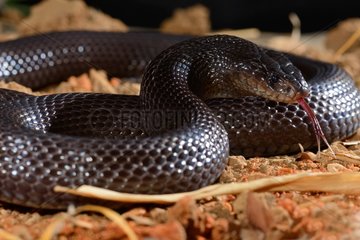 Portrait of Black Desert Cobra on sand