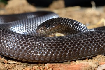 Portrait of Black Desert Cobra on sand