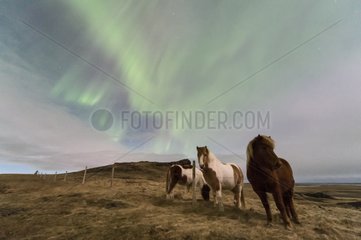 Aurora borealis and Iceland horses - Iceland