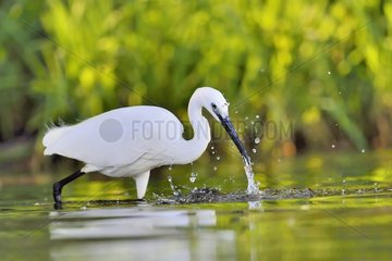 Little Egret catching a fish - Dombes France